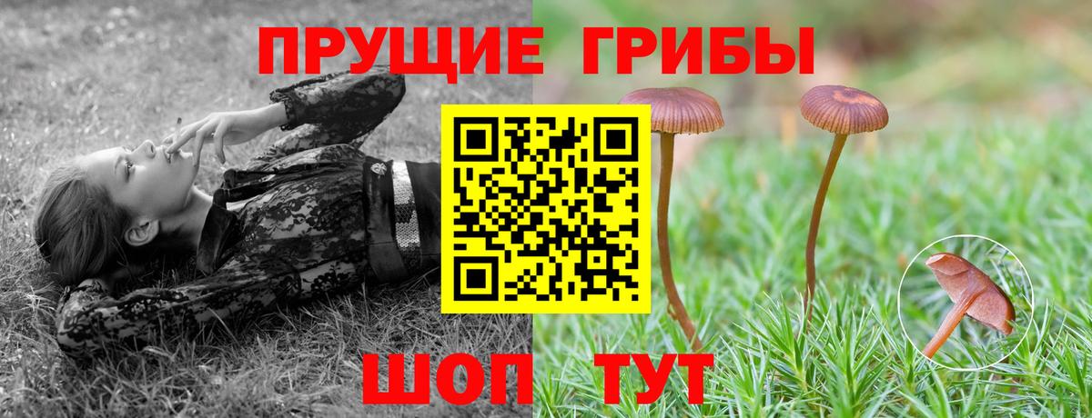 Псилоцибиновые грибы Cubensis  Вход с VPN  Кудымкар 